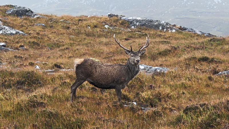 Red deer